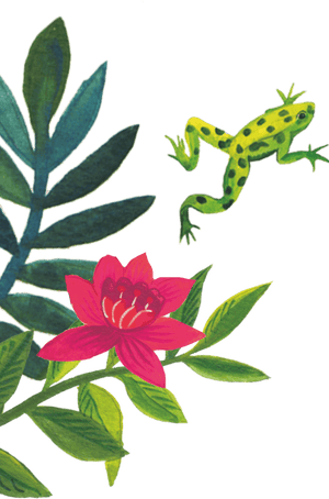 96º Flower And Frog Illustration
